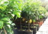 Kép 2/3 - Citrus lemon, Rutaceae / Citromfa