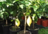 Kép 3/3 - Citrus lemon, Rutaceae / Citromfa