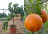 Kép 1/3 - Citrus myrtifolia Chinotto / Mirtuszlevelű törpenarancs