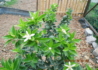 Kép 2/3 - Citrus myrtifolia Chinotto / Mirtuszlevelű törpenarancs
