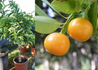 Kép 1/2 - Citrus reticulata / Mandarinfa
