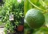 Kép 2/2 - Citrus reticulata / Mandarinfa