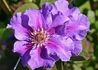 Kép 1/2 - Clematis Ashva / Klemátisz Iszalag kék virágú
