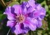 Kép 1/2 - Clematis Ashva / Klemátisz Iszalag kék virágú