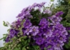 Kép 2/2 - Clematis Ashva / Klemátisz Iszalag kék virágú