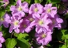 Kép 2/4 - Clematis Comtesse de Bouchaud / Klemátisz Iszalag mályvaszínű