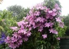 Kép 3/4 - Clematis Comtesse de Bouchaud / Klemátisz Iszalag mályvaszínű