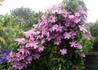 Kép 3/4 - Clematis Comtesse de Bouchaud / Klemátisz Iszalag mályvaszínű