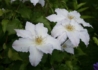 Kép 1/4 - Clematis Gladys Picard / Klemátisz Iszalag fehér virágú