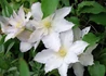 Kép 2/4 - Clematis Gladys Picard / Klemátisz Iszalag fehér virágú