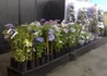 Kép 4/4 - Clematis Gladys Picard / Klemátisz Iszalag fehér virágú