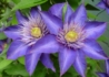 Kép 1/4 - Clematis Multi Blue / Klemátisz Iszalag kék virágú