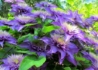Kép 2/4 - Clematis Multi Blue / Klemátisz Iszalag kék virágú