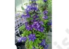 Kép 3/4 - Clematis Multi Blue / Klemátisz Iszalag kék virágú