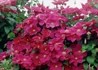 Kép 2/4 - Clematis Rouge Cardinal / Klemátisz Iszalag bíborvörös virágú