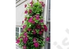 Kép 3/4 - Clematis Rouge Cardinal / Klemátisz Iszalag bíborvörös virágú