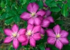 Kép 1/4 - Clematis Ville de Lyon / Klemátisz Iszalag kárminpiros virágú