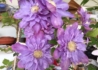 Kép 1/3 - Clematis Vyvyan Pennell / Klemátisz Iszalag telt lila virágú