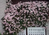 Kép 1/4 - Clematis montana Rubens / Klemátisz Rubens