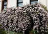 Kép 2/4 - Clematis montana Rubens / Klemátisz Rubens