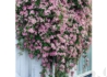 Kép 2/4 - Clematis montana mayleen / Klemátisz Iszalag rózsaszín