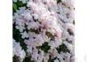 Kép 3/4 - Clematis montana mayleen / Klemátisz Iszalag rózsaszín