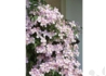 Kép 4/4 - Clematis montana mayleen / Klemátisz Iszalag rózsaszín