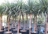 Kép 2/3 - Cordyline Australis / Déli Bunkóliliom