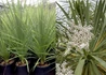 Kép 3/3 - Cordyline Australis / Déli Bunkóliliom