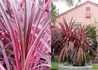 Kép 1/2 - Cordyline Australis Electric Pink / Tarka levelű bunkóliliom