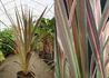 Kép 1/2 - Cordyline Australis Electric Star / Tarka levelű bunkóliliom