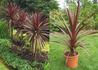 Kép 1/2 - Cordyline australis Red Star / Bordó levelű Déli bunkóliliom