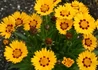 Kép 1/4 - Coreopsis grandiflora sunfire / Nagyfészkű menyecskeszem