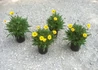 Kép 4/4 - Coreopsis grandiflora sunfire / Nagyfészkű menyecskeszem