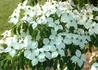 Kép 1/3 - Cornus kousa Big apple / Csillagsom