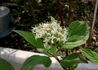 Kép 1/5 - Cornus alba / Fehér som