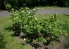Kép 2/5 - Cornus alba / Fehér som