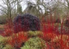 Kép 3/5 - Cornus alba / Fehér som
