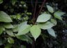 Kép 4/5 - Cornus alba / Fehér som