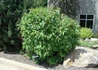 Kép 5/5 - Cornus alba / Fehér som