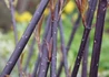 Kép 1/4 - Cornus alba Kesselringii / Feketevesszejű fehér som