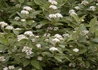 Kép 2/4 - Cornus alba Kesselringii / Feketevesszejű fehér som
