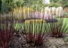 Kép 4/4 - Cornus alba Kesselringii / Feketevesszejű fehér som