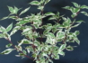 Kép 2/4 - Cornus alba argenteomarginata / Fehértarka levelű som
