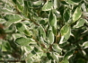Kép 3/4 - Cornus alba argenteomarginata / Fehértarka levelű som