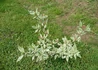 Kép 4/4 - Cornus alba argenteomarginata / Fehértarka levelű som