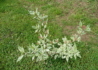 Kép 4/4 - Cornus alba argenteomarginata / Fehértarka levelű som