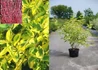 Kép 1/3 - Cornus alba spaethii / Sárga tarka levelű som