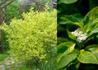 Kép 3/3 - Cornus alba spaethii / Sárga tarka levelű som