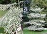 Kép 1/2 - Cornus controversa Variegata / Pagoda som